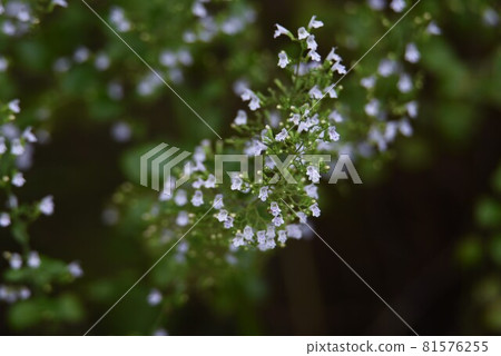 Kalaminsa Nepeta Kalaminsa Nepeta 81576255