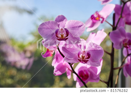 Pink orchid flowers with soft focus on a background 81576282