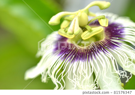 One flower in full bloom of outdoor passion fruit 81576347