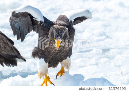 知床冬天 知床冬天 81576393