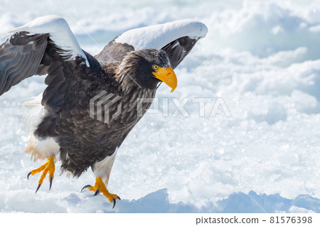 知床冬天 81576398