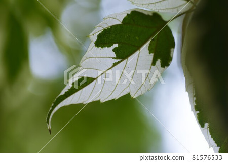 Boxelder Maple / Boxelder Maple Boxelder Maple / Boxelder Maple 81576533