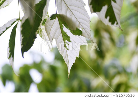 Boxelder Maple / Boxelder Maple Boxelder Maple / Boxelder Maple 81576536