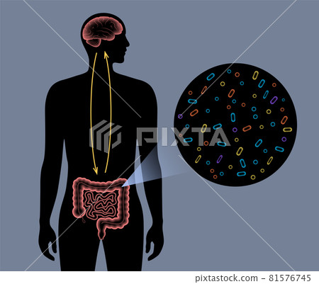 Gut Brain 3D Gut Brain 3D 81576745