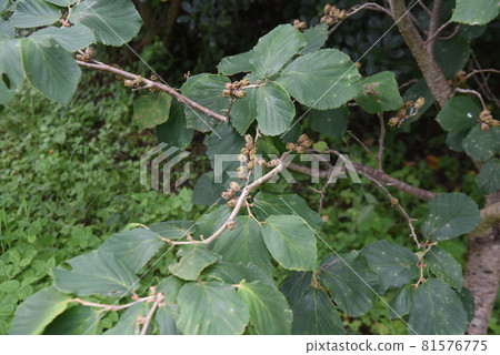 Fruit of manzaku Fruit of manzaku 81576775