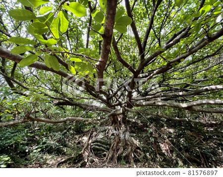 This tree, what tree, ficus superba tree 81576897