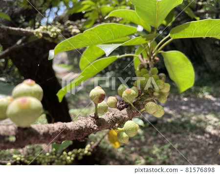 This tree, what tree, ficus superba tree 81576898