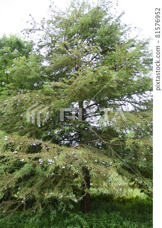 Bald cypress (Ochihamatsu) fruit 81576952
