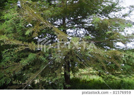 Bald cypress (Ochihamatsu) fruit Bald cypress (Ochihamatsu) fruit 81576959