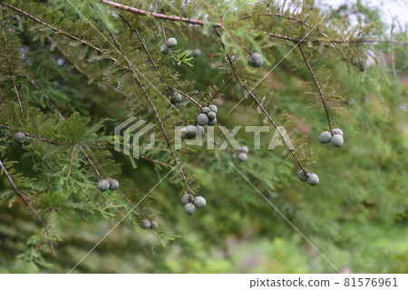 Bald cypress (Ochihamatsu) fruit 81576961