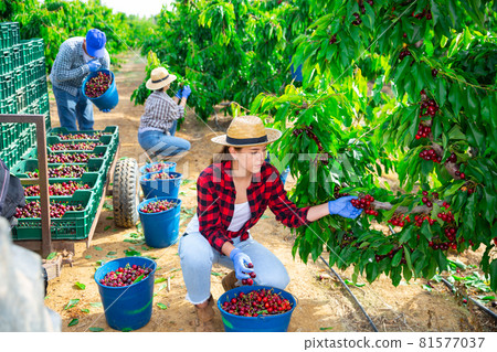 Positive woman harvesting ripe cherry in his orchard on day 81577037