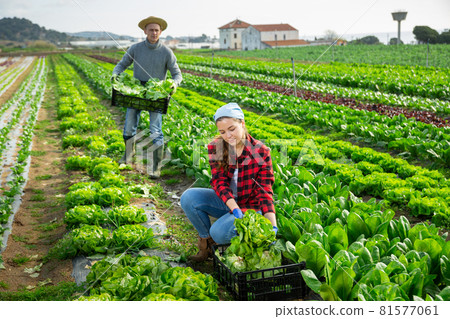 Couple of farmers harvesting of green lettuce on farm field Couple of farmers harvesting of green lettuce on farm field 81577061