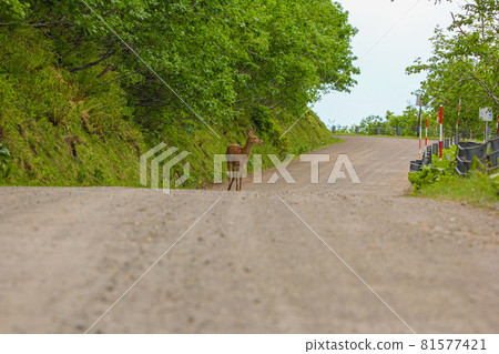 北海道野生梅花鹿 81577421