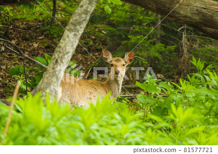 北海道野生梅花鹿 北海道野生梅花鹿 81577721