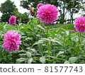 Pink dahlia flowers 81577743