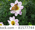 Light pink dahlia flowers and butterflies 81577744