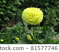 Yellow dahlia flower 81577746
