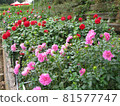 Dahlia flowers in full bloom in the dahlia garden 81577747