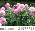 Pink dahlia flower 81577748
