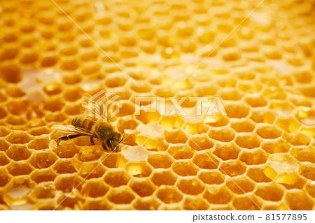 Macro photo of a bee on a honeycomb. National honey bee day. September honey month. Macro photo of a bee on a honeycomb. National honey bee day. September honey month. 81577895