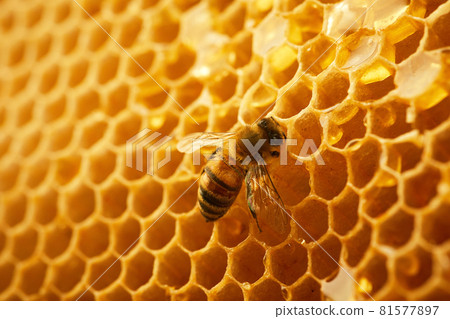 Macro photo of a bee on a honeycomb. National honey bee day. September honey month. Macro photo of a bee on a honeycomb. National honey bee day. September honey month. 81577897