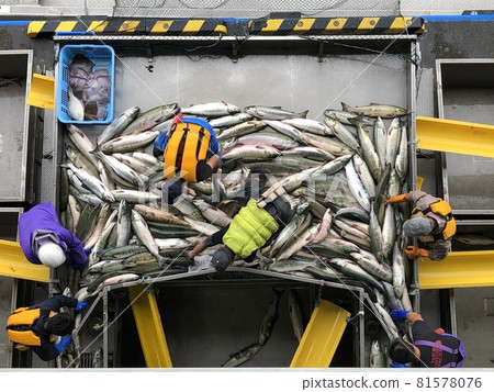 [Hokkaido] Landing of autumn salmon (Hokkaido Utoro Fishing Port) 81578076
