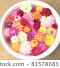 Dahlia flowers floating on the water 81578083