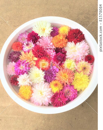 Dahlia flowers floating on the water Dahlia flowers floating on the water 81578084