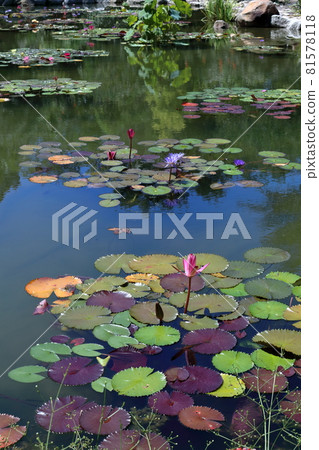 睡蓮花,五彩繽紛的夏天(高知縣) 睡蓮花,五彩繽紛的夏天(高知縣) 81578118
