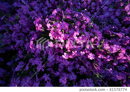 Beautiful sun shining flowers Beautiful sun shining flowers 81578774