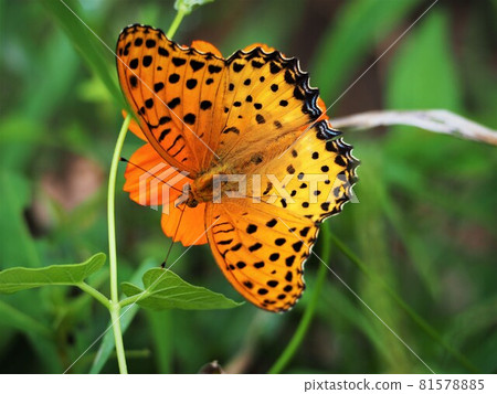 Zuma giuna Zuma giuna 81578885