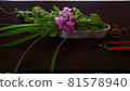 Crape myrtle, flower shears and swordsman 81578940