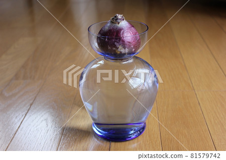 Hyacinth. ◯ ○ hydroponics ○ ◯. 81579742