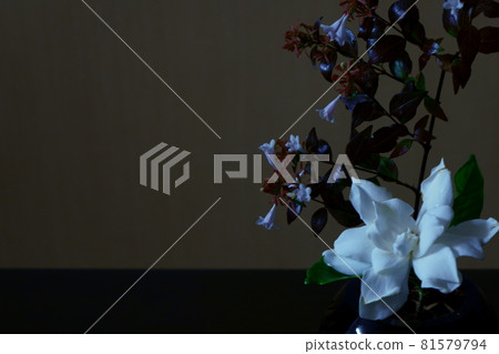 梔子(梔子) 梔子(梔子) 81579794