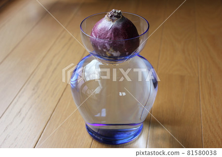 風信子。 ○○水栽法○○。 81580038