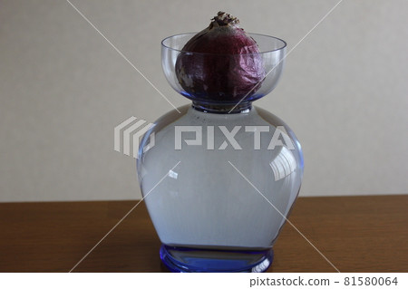 Hyacinth. ◯ ○ hydroponics ○ ◯. Hyacinth. ◯ ○ hydroponics ○ ◯. 81580064