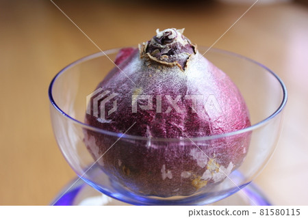 風信子。 ○○水栽法○○。 81580115