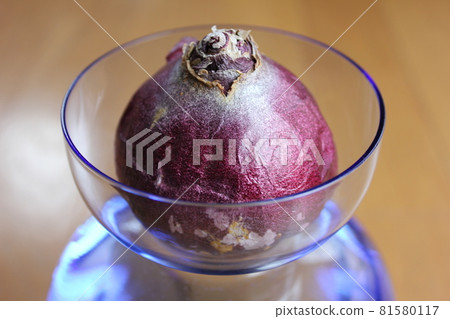 風信子。 ○○水栽法○○。 81580117