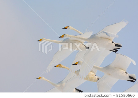 一群大天鵝在飛 81580660