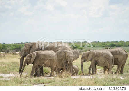 非洲大象群 81580876