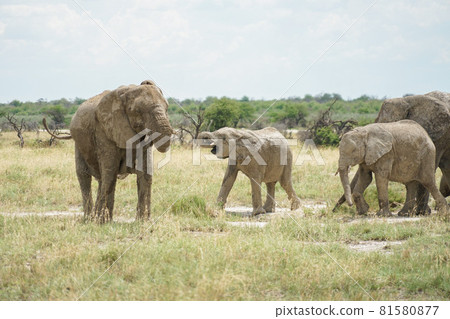 非洲大象群 81580877
