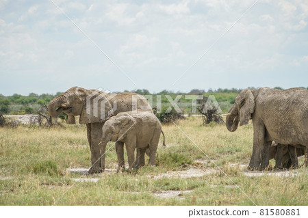 非洲大象 81580881