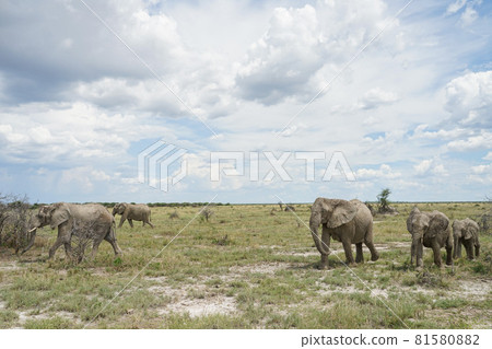 非洲大象群 81580882