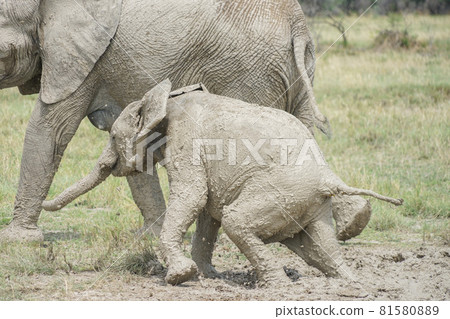 African elephant kid bathing in mud African elephant kid bathing in mud 81580889