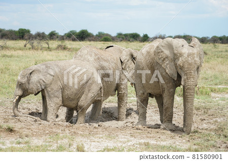 African elephant bathing in mud 81580901