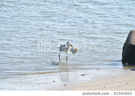 灰鷺在沙灘上捕捉光線 81581003