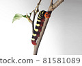Aoba seri larva white background 81581089