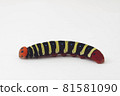 Aoba seri larva white background 81581090