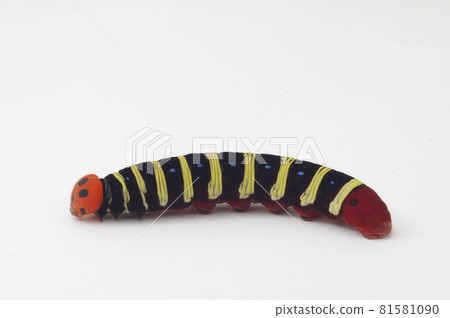 Aoba seri larva white background 81581090