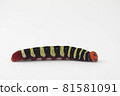 Aoba seri larva white background 81581091